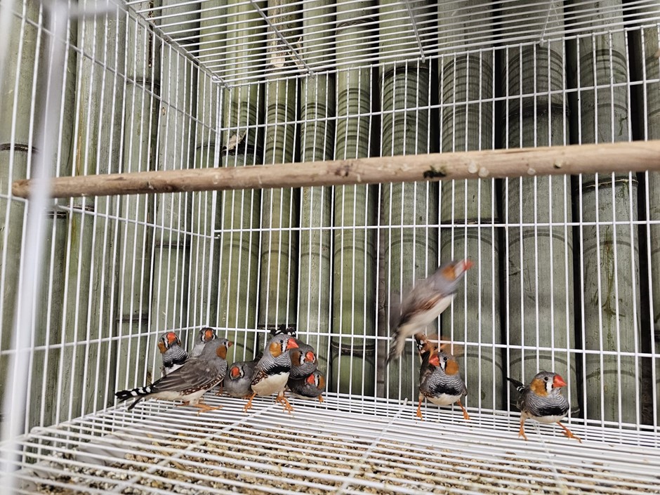 Zebra Finch #204603 for sale in Roanoke Rapids , NC