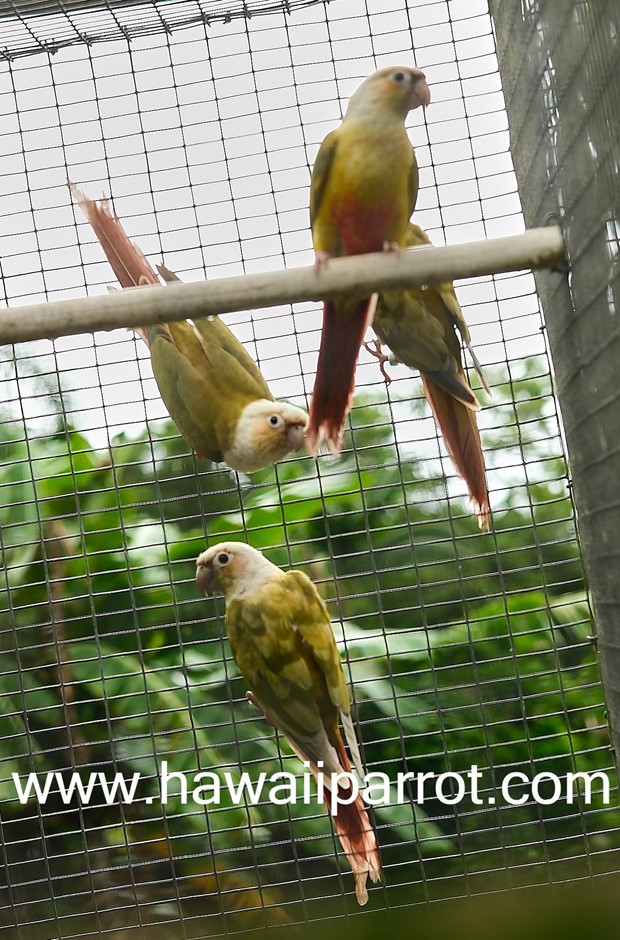 Green Cheek Conure photo