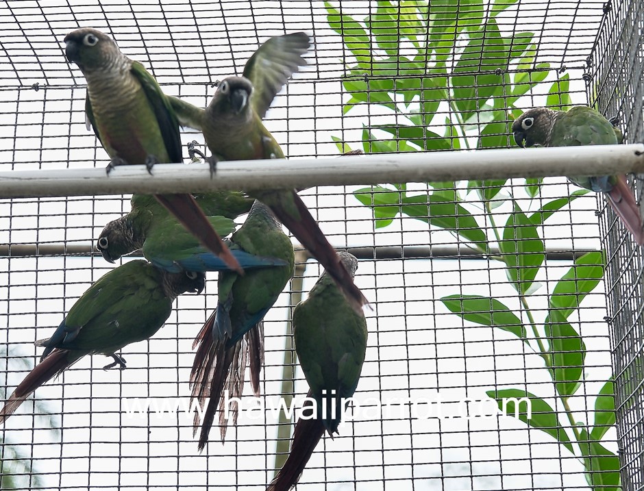 Green Cheek Conure photo