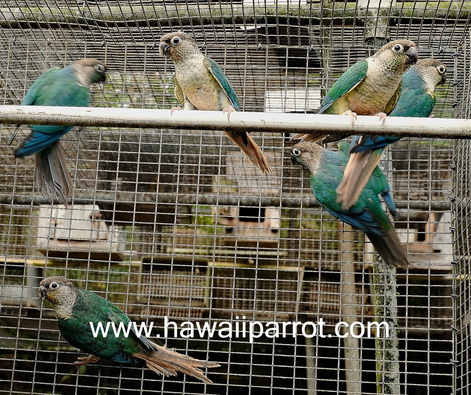 Green Cheek Conure photo