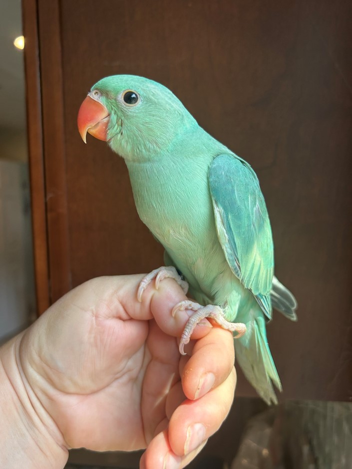 Ringneck Indian Parakeet photo