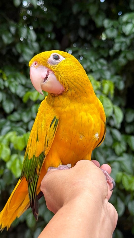Golden Conure photo