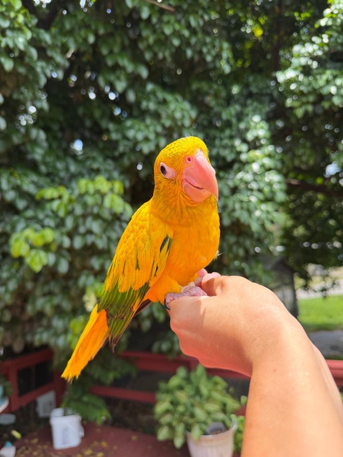 Golden Conure photo