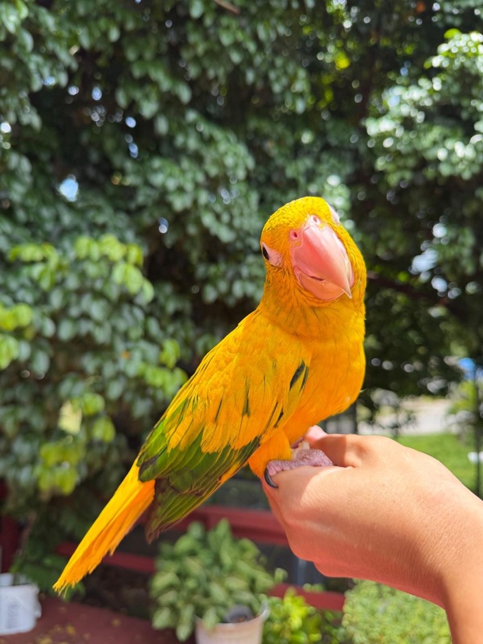 Golden Conure photo
