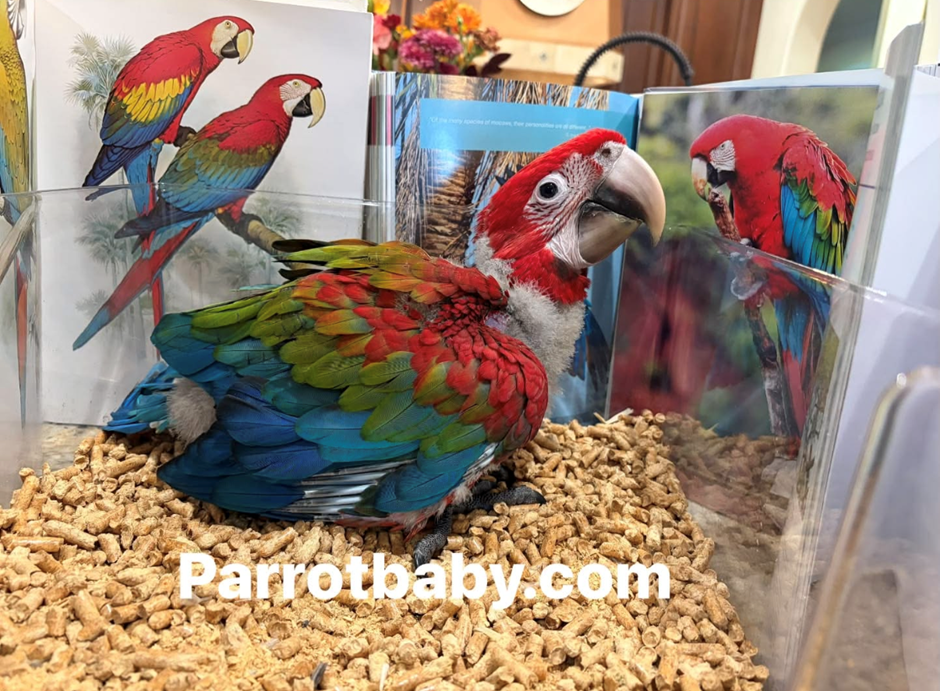 Green Wing Macaw photo
