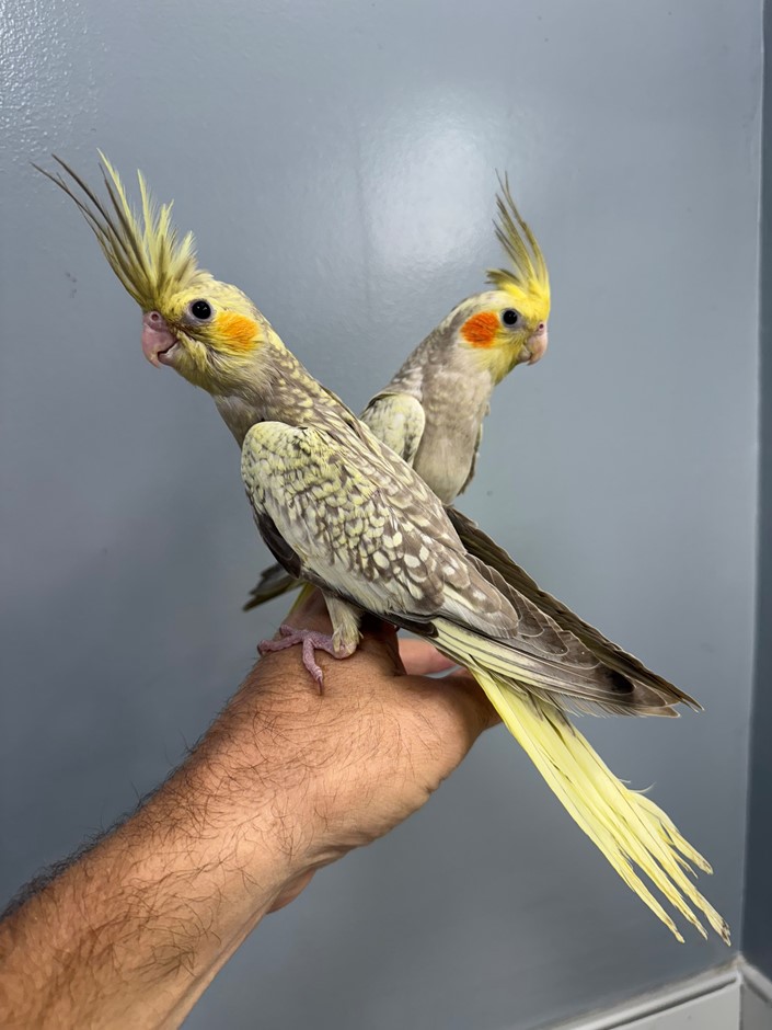 Cockatiel photo