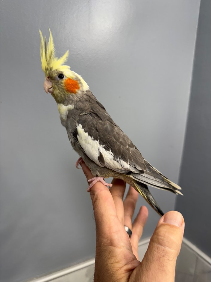 Cockatiel photo