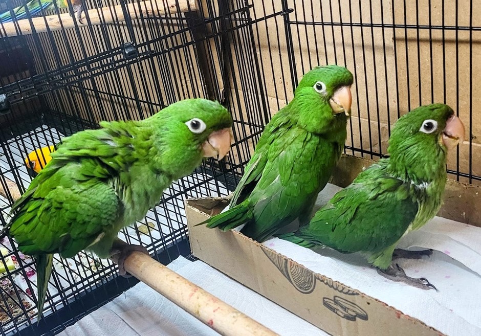 Cherry Head Conure photo