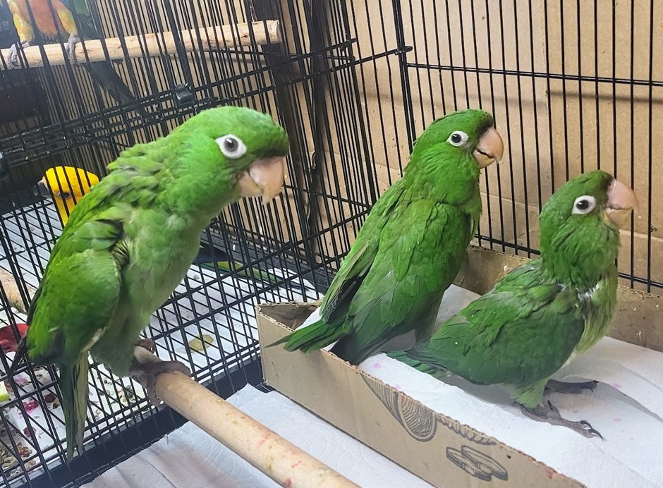 Cherry Head Conure photo