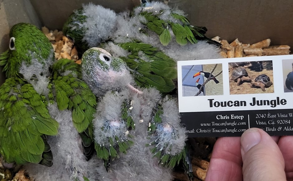 Cherry Head Conure photo