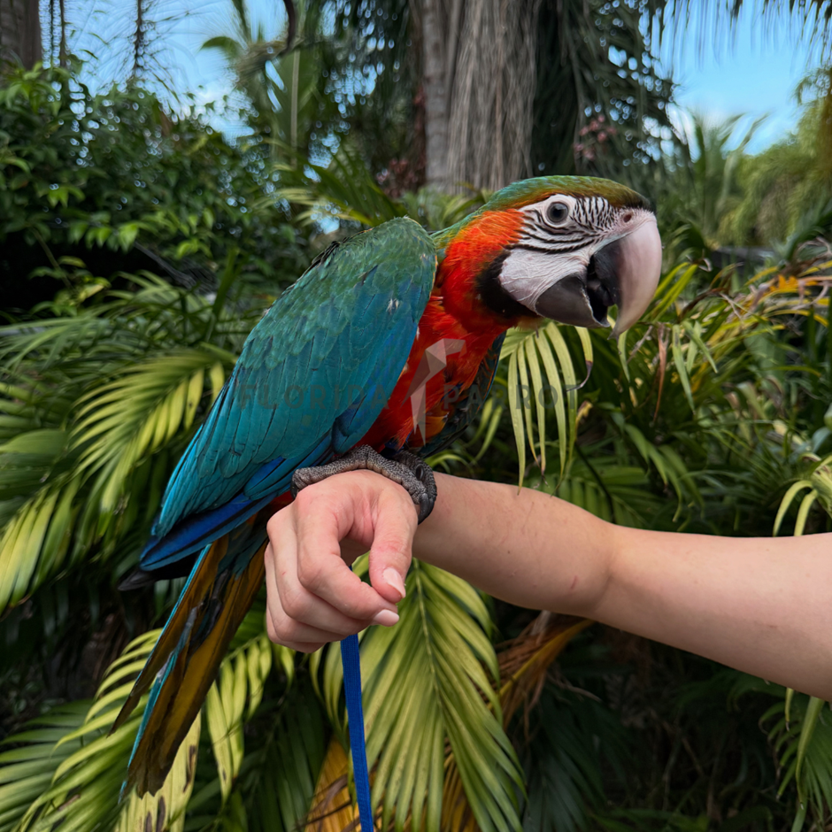 Hybrid Macaw photo