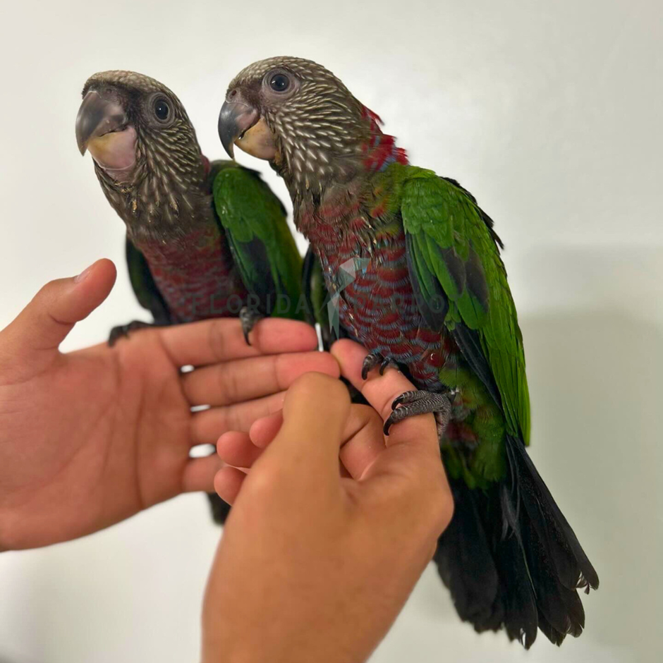 Hawkhead Parrot photo