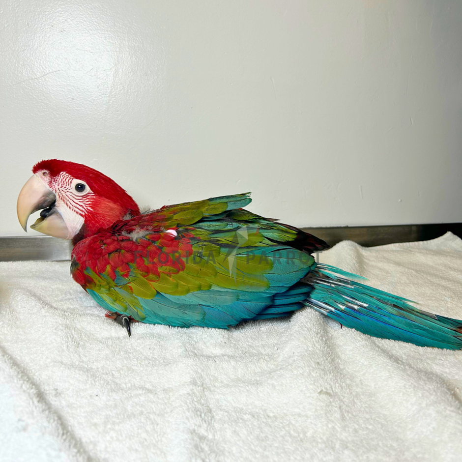 Green Wing Macaw photo