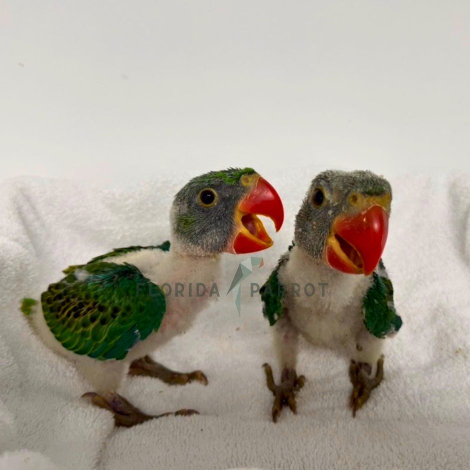 Great Billed Parrot photo