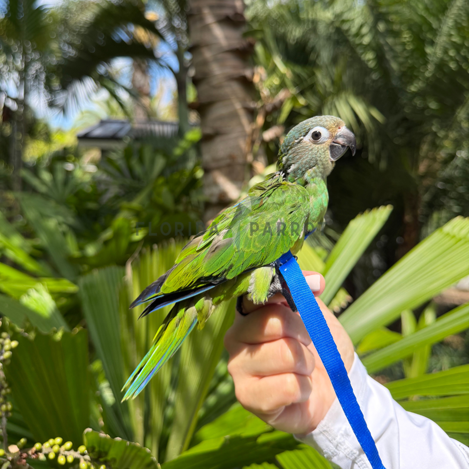 Dusky Conure photo