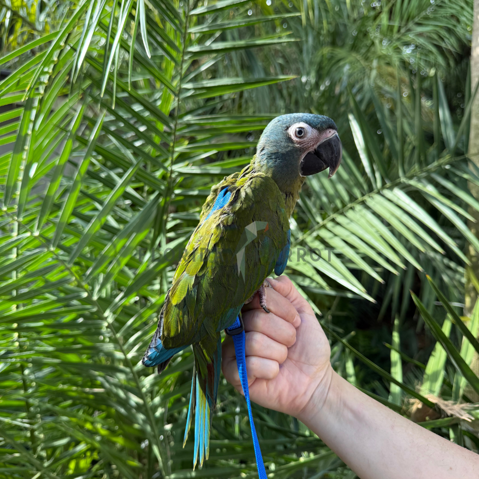 Blue-headed Macaw photo