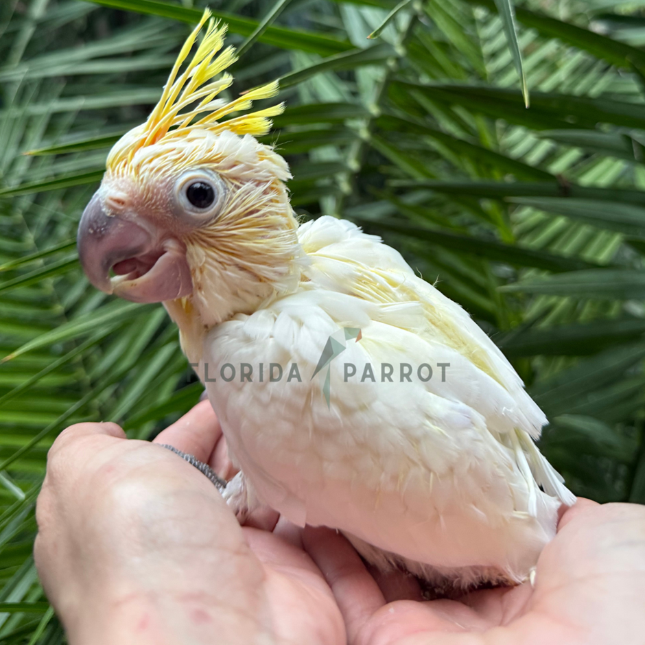 Lesser Sulpher Crested Cockatoo photo